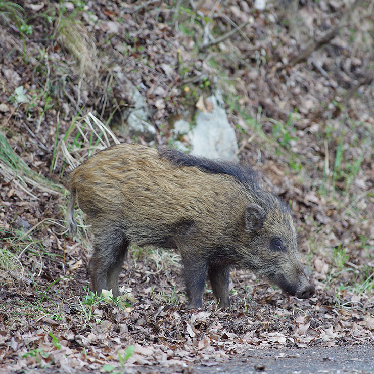 Wild boar