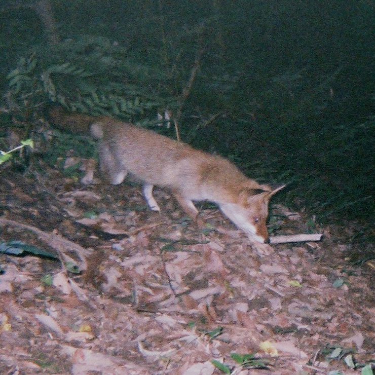Fox