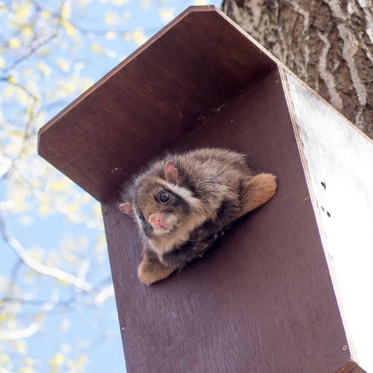 Flying Squirrel