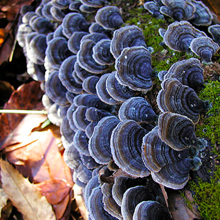 Kawaratake