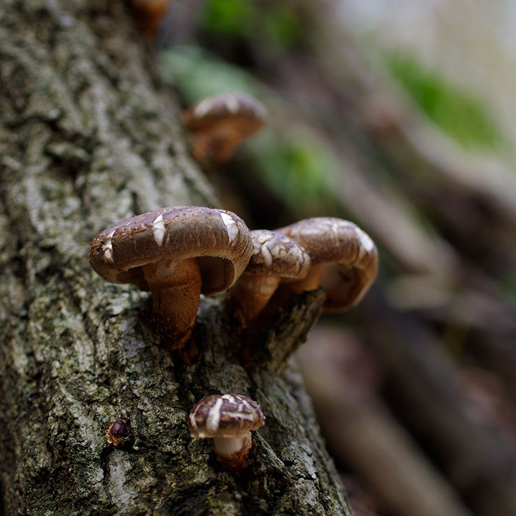 Shiitake