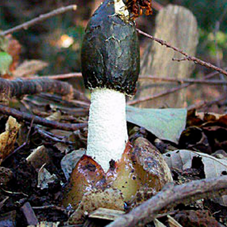 Sppontake