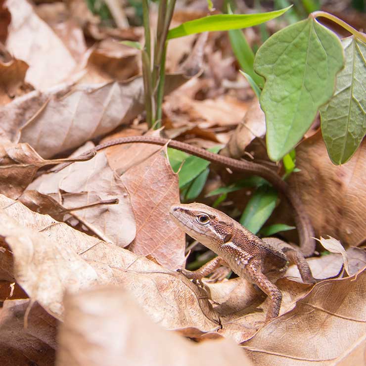 Japanese Kana Snake