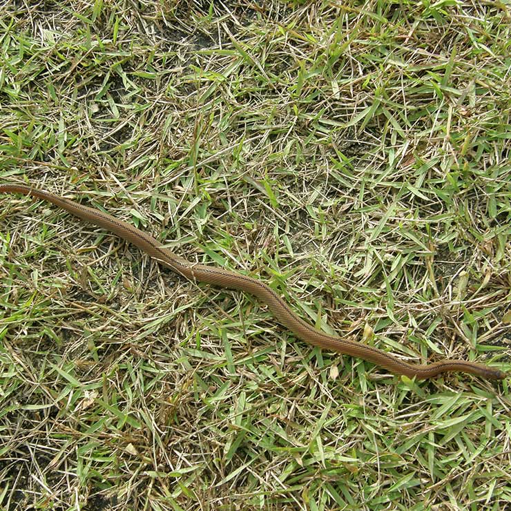 Takachiho Snake