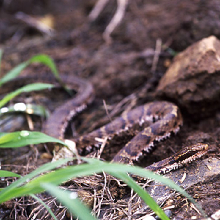Japanese Giant Centipede