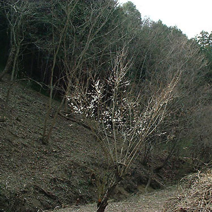 Ume