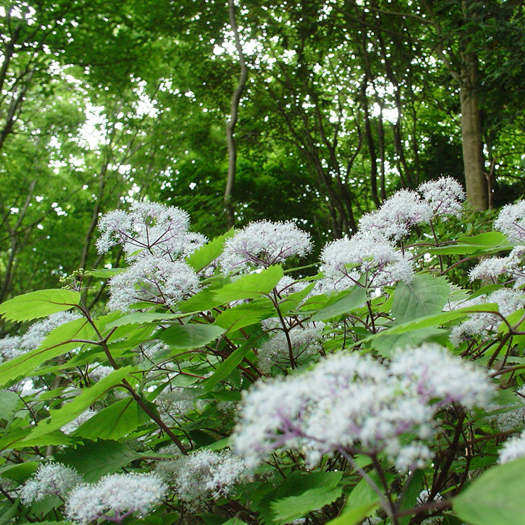 Core Hydrangea
