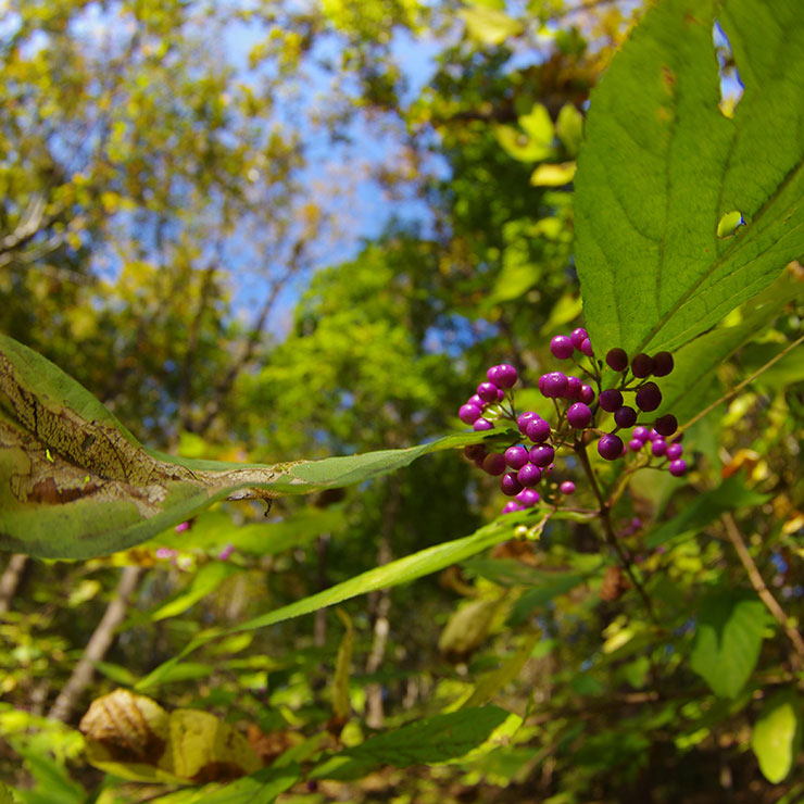 Murasaki Shikibu