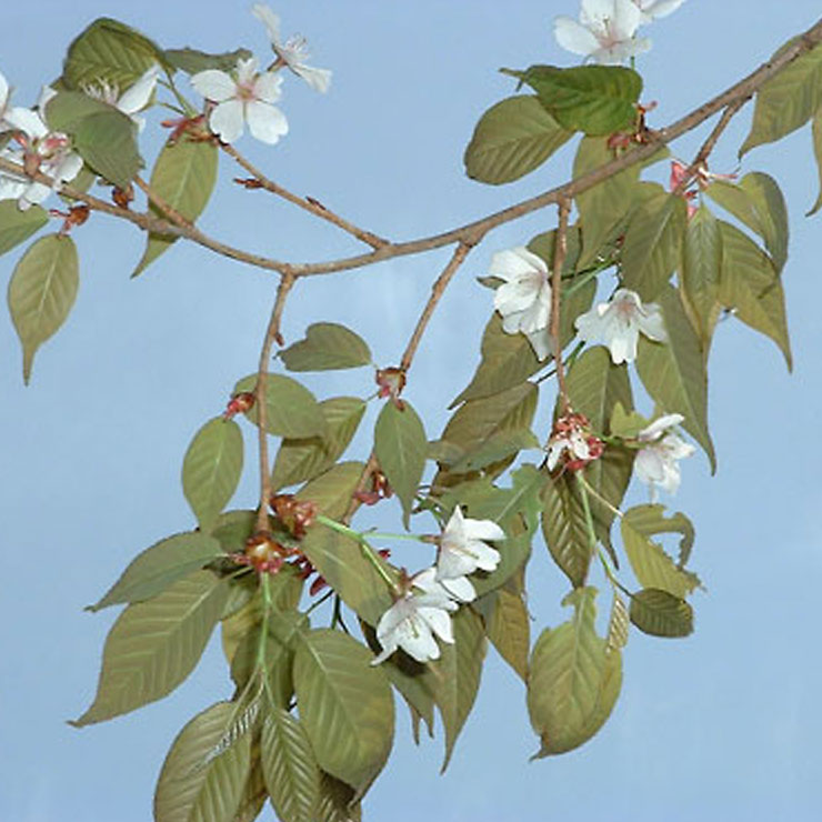 Yamazakura