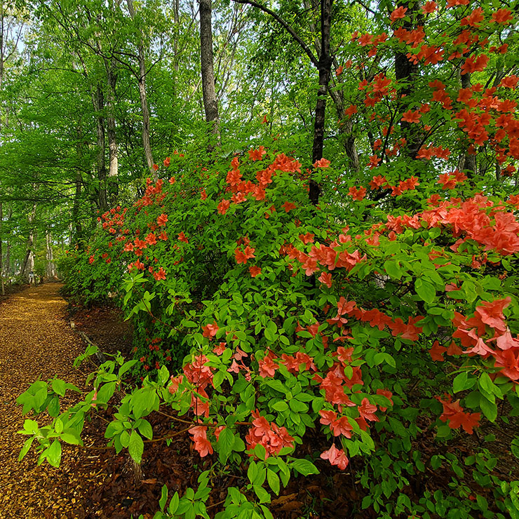 Rhododendron