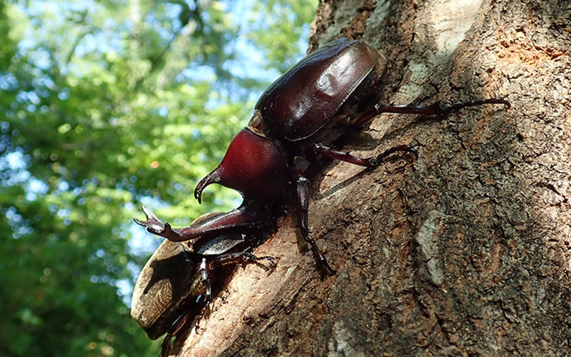 [Guests Only] Morning Insect Collecting Tour