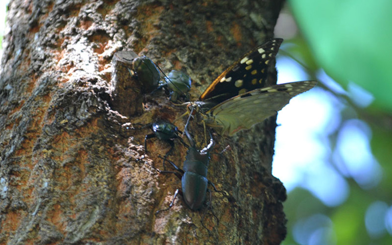 [Guests Only] Morning Insect Collecting Tour