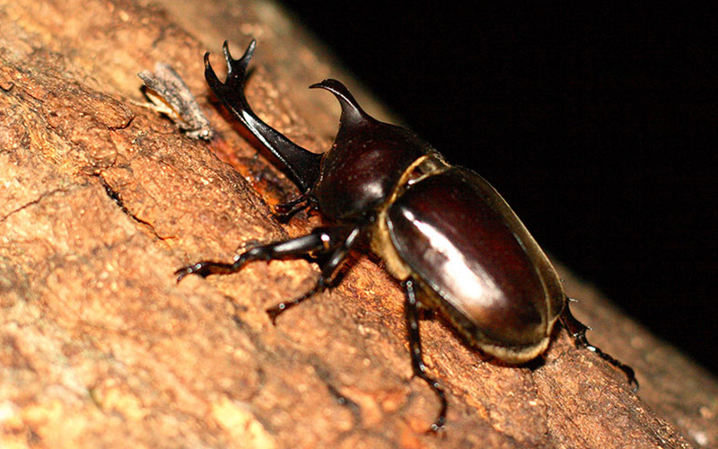 [Exclusive for guests] Night Insect Collecting Tour