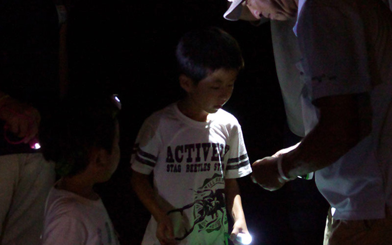 [Exclusive for guests] Night Insect Collecting Tour