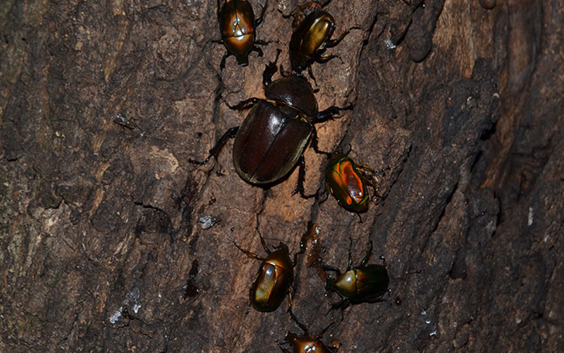 [Exclusive for guests] Night Insect Collecting Tour