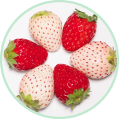 パークパスポート付き年末年始プラン