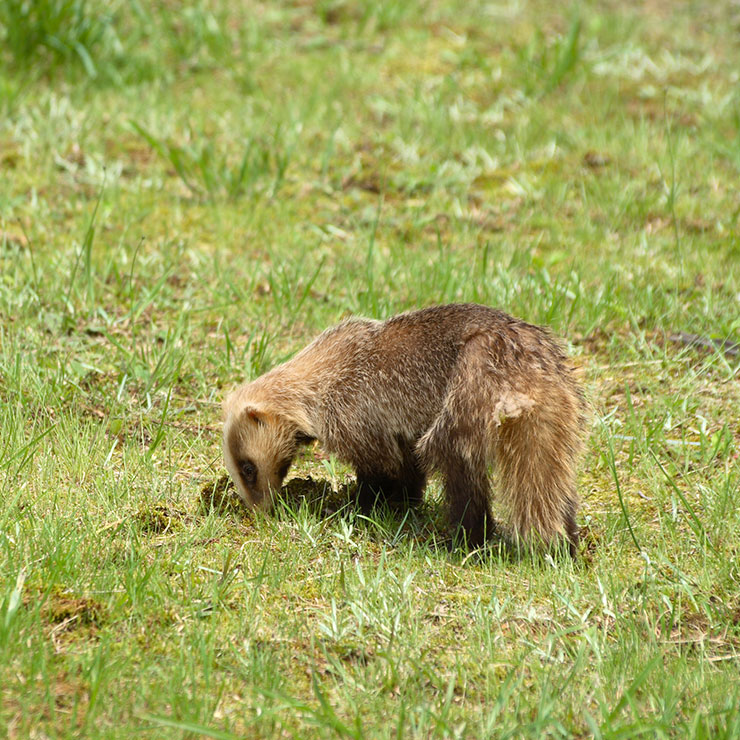 アナグマミ