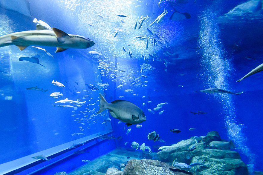 アクアワールド茨城県大洗水族館