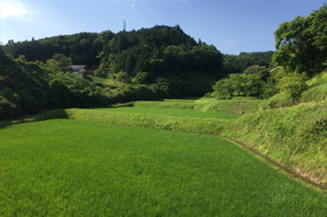 入郷石畑の棚田