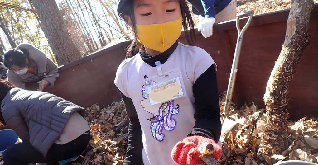 尋找鍬形蟲幼蟲與製作飼育套組