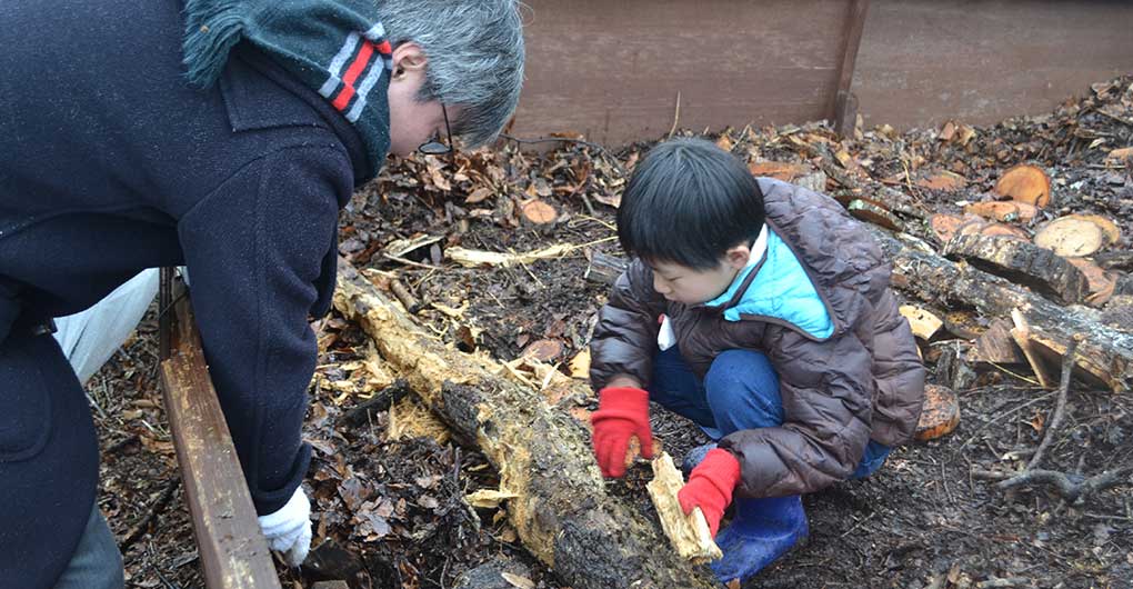 尋找鍬形蟲幼蟲與製作飼育套組