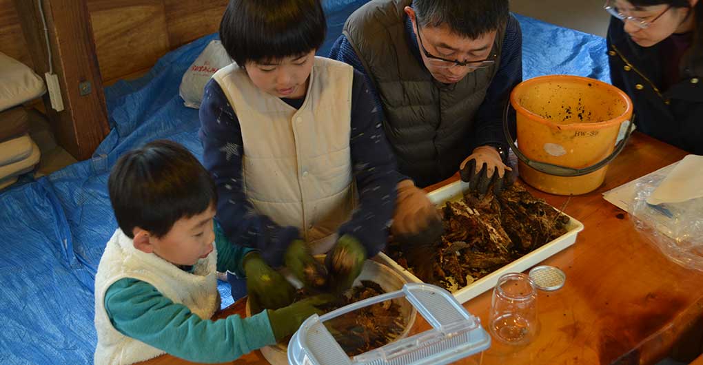尋找鍬形蟲幼蟲與製作飼育套組