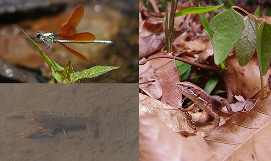 親子山林體驗遊戲