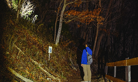 【僅限飯店及露營村住宿者】奇幻夜間導覽