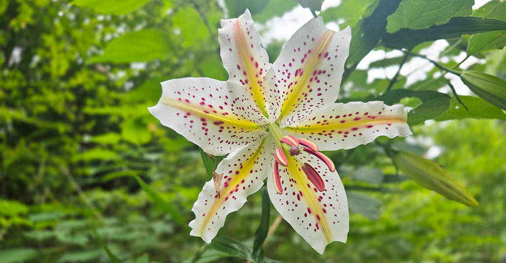 尋找生物與森林散步