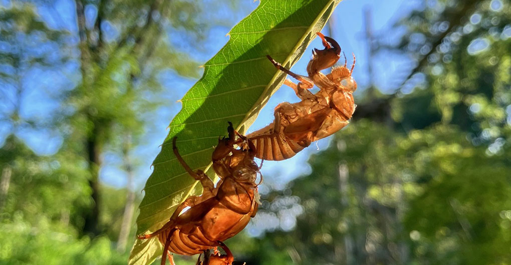 尋找生物與森林散步