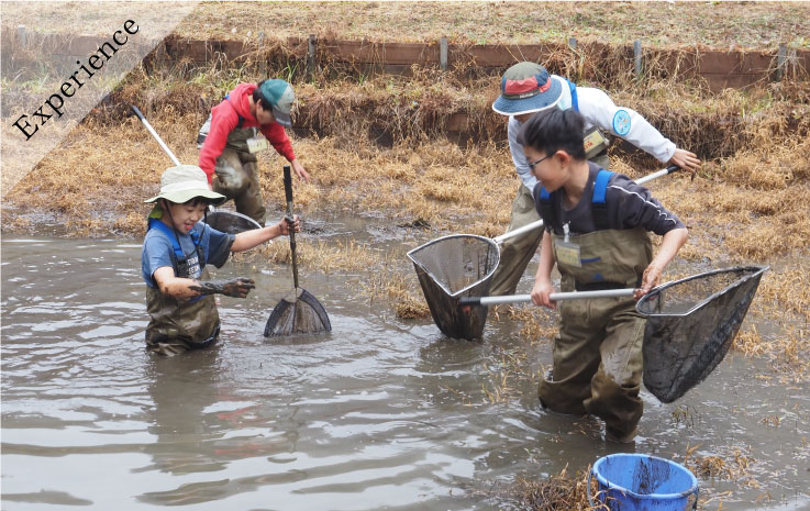 舀取池水捕捉生物的排水體驗