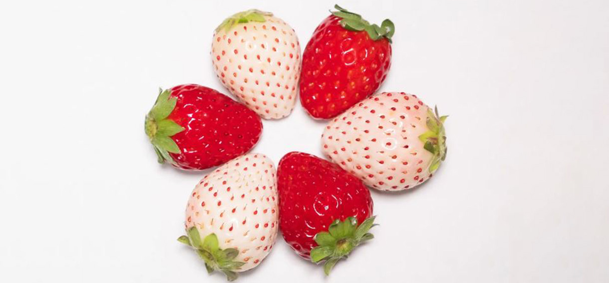 附普通通行證的跨年假期方案