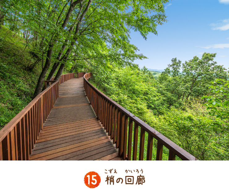 樹冠走廊
