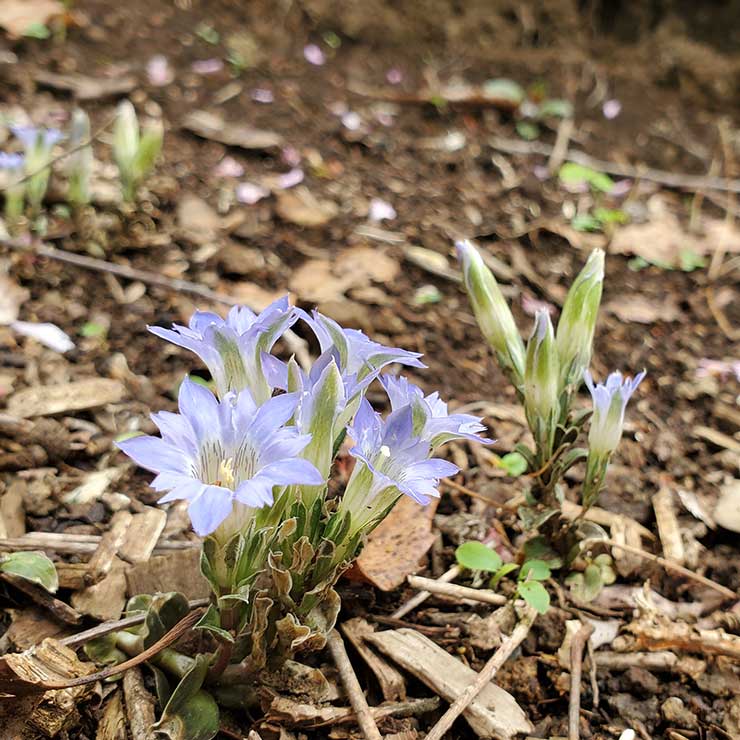 芙蓉洞