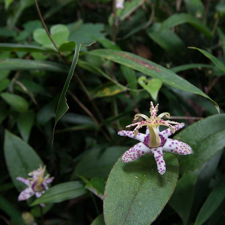 山茶花
