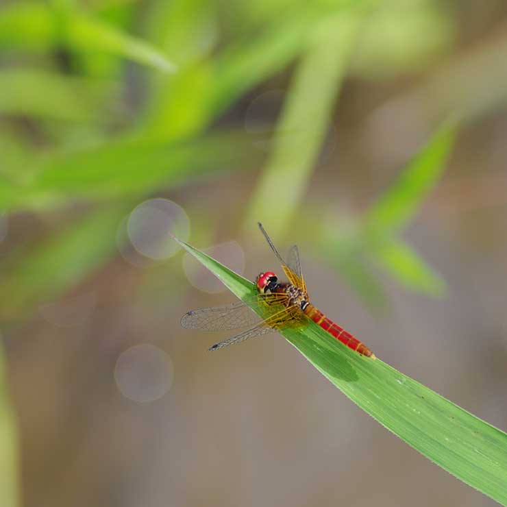 蜻蜓