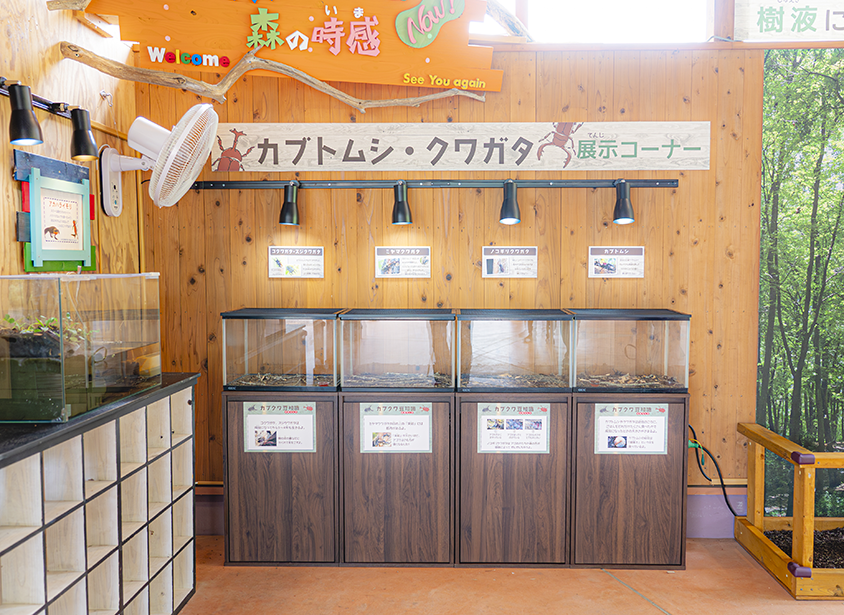 鍬形蟲與獨角仙展示區